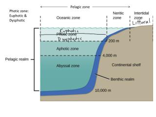 PPT - Photic zone: Euphotic & Dysphotic PowerPoint Presentation - ID ...