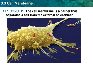 KEY CONCEPT The cell membrane is a barrier that separates a cell from the external environment.