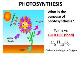 PPT - Photosynthesis: Using Light to make Food PowerPoint Presentation ...