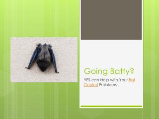 Going Batty? YES can Help with Your Bat Control Problems