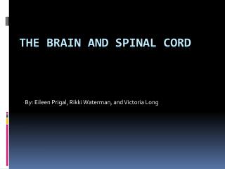 PPT - The Brain and Spinal Cord PowerPoint Presentation, free download ...