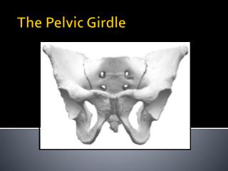 pelvic girdle anatomy laparoscopic perspective limbs lower ppt powerpoint presentation innominate torso transmits pelvis bone legs weight name slideserve