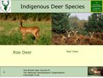 Indigenous Deer Species