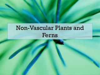 Non-Vascular Plants and Ferns