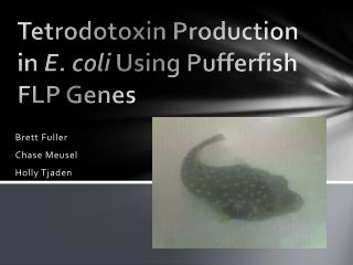 Tetrodotoxin Production in E. coli Using Pufferfish FLP Genes