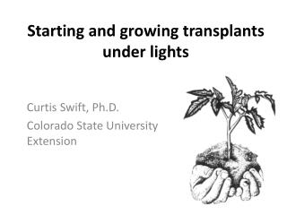 Starting and growing transplants under lights