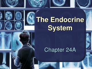 The Endocrine System