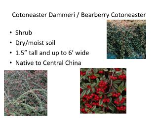 Cotoneaster Dammeri / Bearberry Cotoneaster