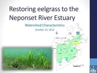 Restoring eelgrass to the Neponset River Estuary