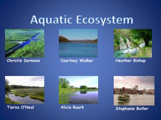 PPT - Aquatic Ecosystem PowerPoint Presentation, free download - ID:2216817