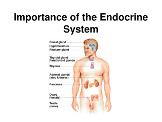 Importance of the Endocrine System