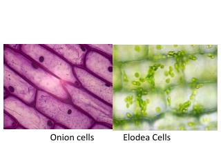 Onion cells Elodea Cells