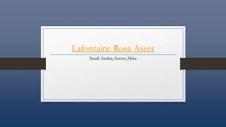 Lafontaine Rosa Aseer - Holdinn