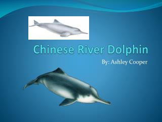 Chinese River Dolphin