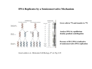 DNA Replicates by a Semiconservative Mechanism