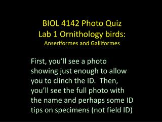 BIOL 4142 Photo Quiz Lab 1 Ornithology birds: Anseriformes and Galliformes