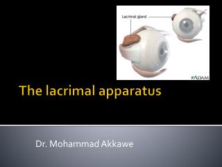 The lacrimal apparatus