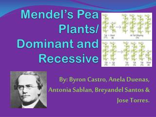 Mendel’s Pea Plants/ Dominant and Recessive