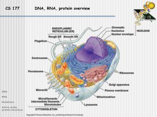 CS 177 DNA, RNA, protein overview