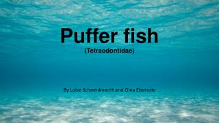 Puffer fish ( Tetraodontidae)