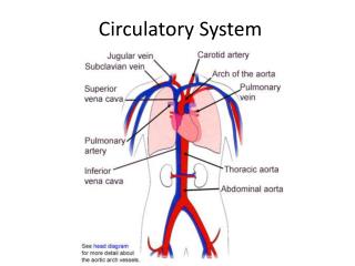 PPT - Circulatory System PowerPoint Presentation, free download - ID