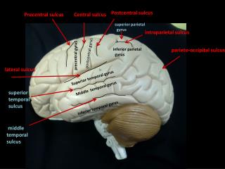 lateral sulcus