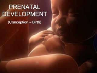 PRENATAL DEVELOPMENT (Conception – Birth)