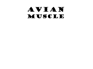 AVIAN MUSCLE