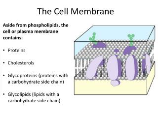 PPT - The Cell Membrane PowerPoint Presentation, free download - ID:2276763