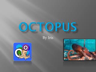 Octopus