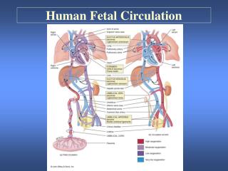 Human Fetal Circulation