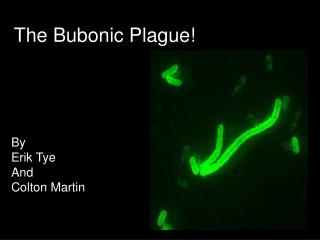 The Bubonic Plague!