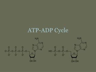 ATP-ADP Cycle