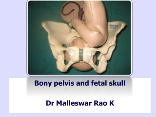 Bony pelvis and fetal skull Dr Malleswar Rao K