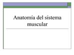 Anatom a del sistema muscular