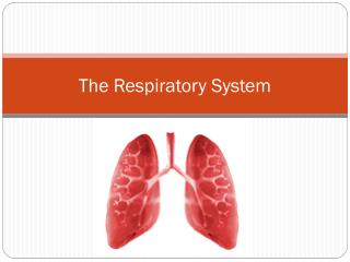 PPT - The Respiratory System PowerPoint Presentation, free download ...