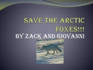 Save the Arctic Foxes!!!