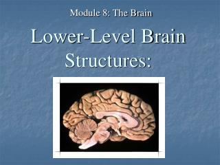 Lower-Level Brain Structures: