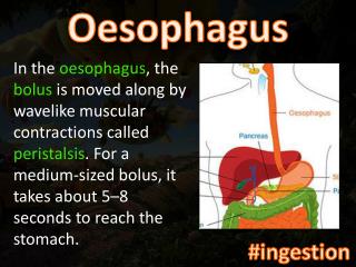 oesophagus anatomy ppt Esophagus anatomy physiology pathology treatment. Ppt download.