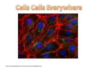 Cells Cells Everywhere