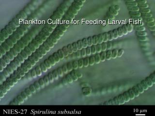Plankton Culture for Feeding Larval Fish