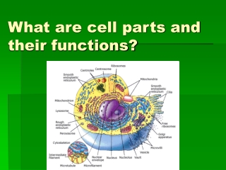 What are cell parts and their functions?