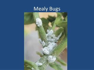 Mealy Bugs