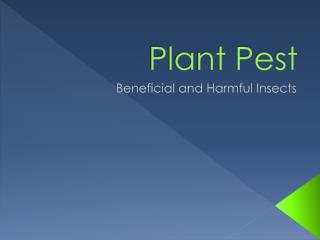 Plant Pest