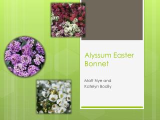 Alyssum Easter Bonnet