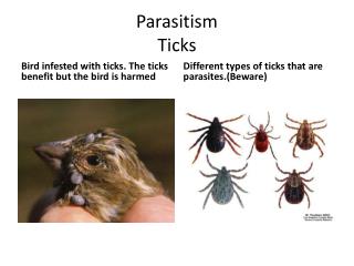 Parasitism Ticks