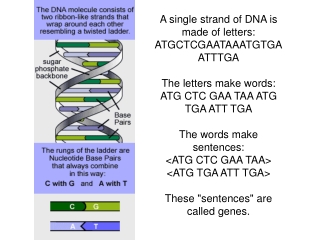A single strand of DNA is made of letters: ATGCTCGAATAAATGTGAATTTGA