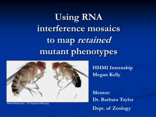 Using RNA interference mosaics to map retained mutant phenotypes