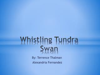 Whistling T undra Swan