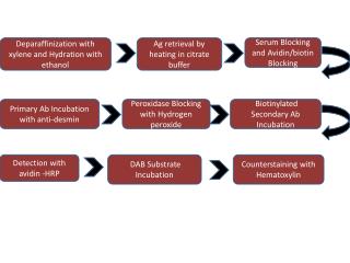 hydration presentation ethanol xylene blocking ppt powerpoint biotin buffer retrieval serum vidin heating citrate ag